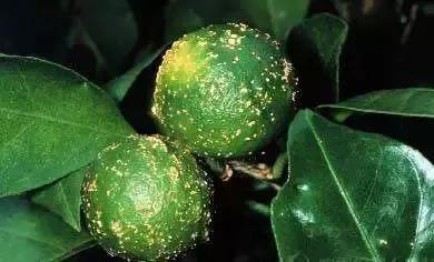 细菌病害最好的药,预防细菌病害用什么药