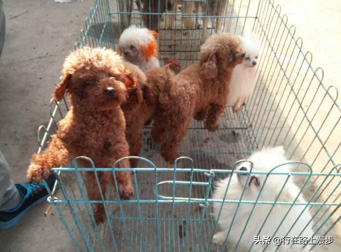 狗市直播代购靠谱吗,网上直播代购狗狗可靠吗