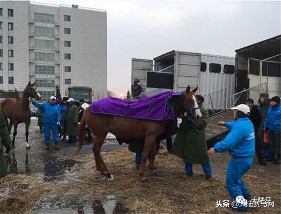 莱德马业进口马品种,莱德马业矮马