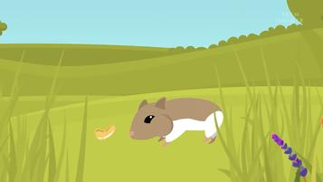 仓鼠为什么把食物都塞到嘴里面去,仓鼠为什么要往嘴巴里塞食物呢