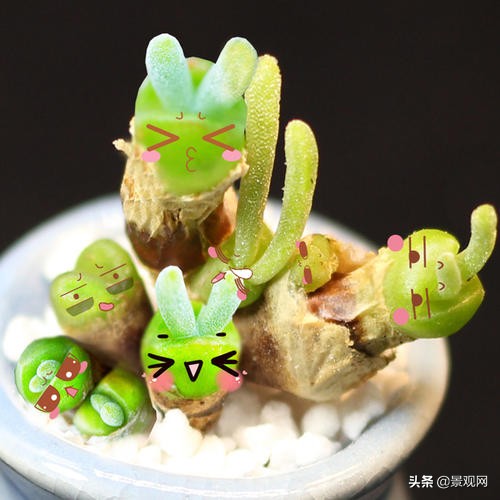 长有兔子耳朵的多肉好养,多肉兔耳朵能长多高