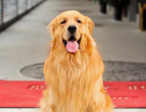 挑选纯种金毛,挑选金毛的正确方法