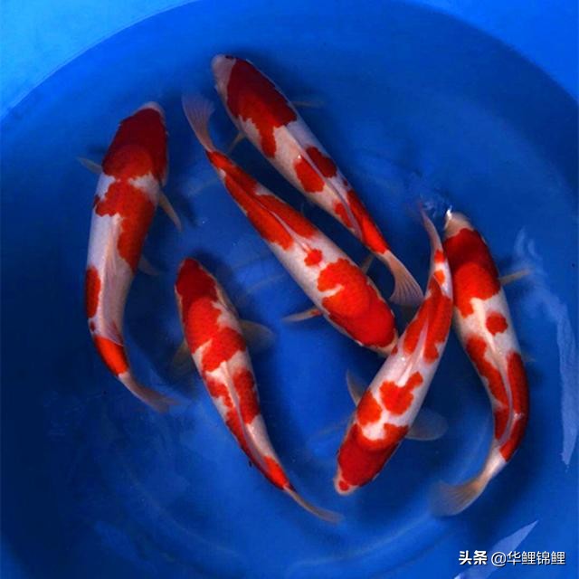 养日本锦鲤加海盐，我们到底能不能加食盐？