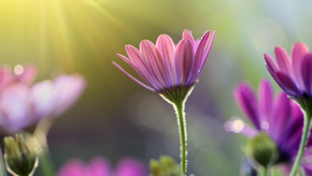 令公桃李满天下,何用堂前更种花。读古诗词,致敬辛苦的园丁