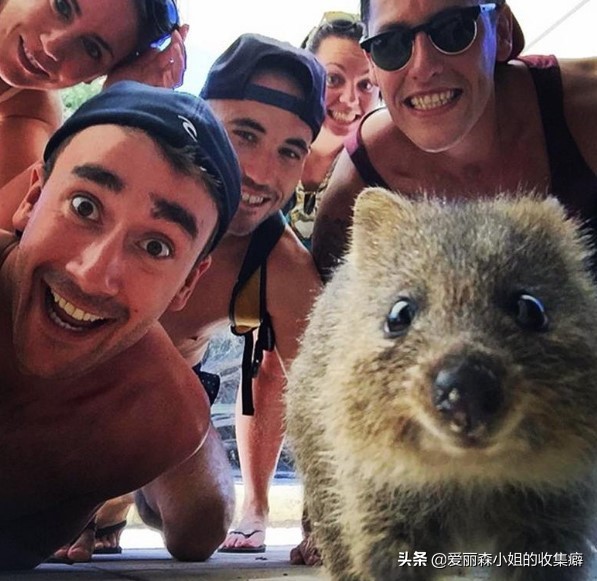 为什么我们会微笑?10个关于微笑袋鼠的萌萌秘密