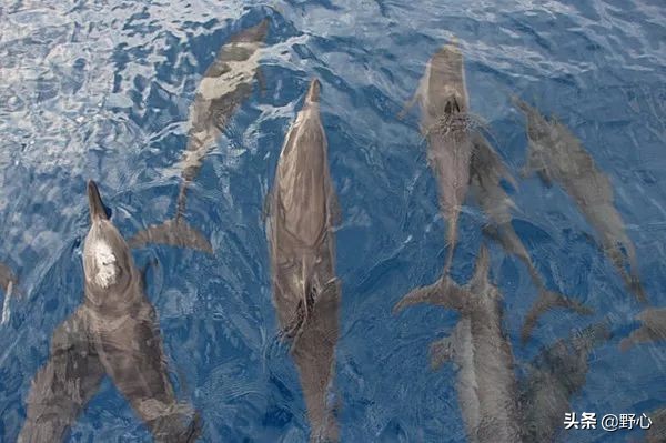 没能去马尔代夫旅游的原因,不会潜水去马尔代夫玩啥