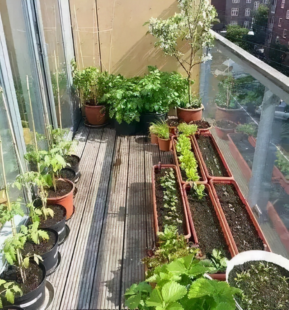 抓住5个关键点，确保阳台盆栽顺利过冬，来年盛开更旺更兴盛