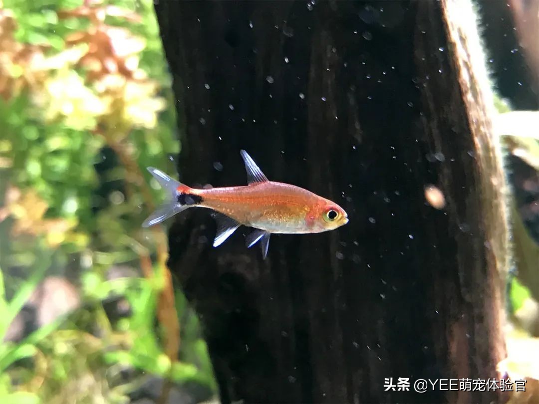 2公分迷你灯鱼,超级红魔鬼灯鱼品相