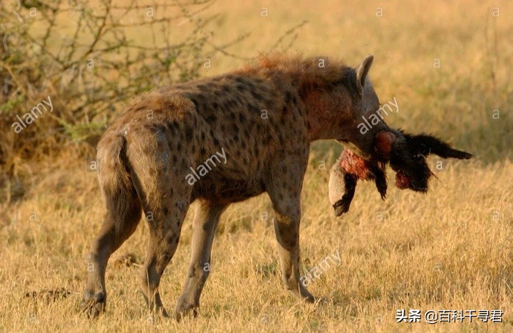 蜜獾不怕毒蛇吗,蜜獾无所畏惧