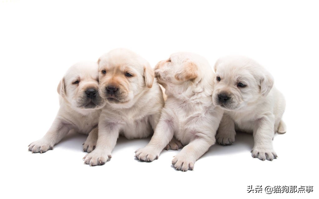 犬瘟如何避免传染,预防犬瘟最有效的方法