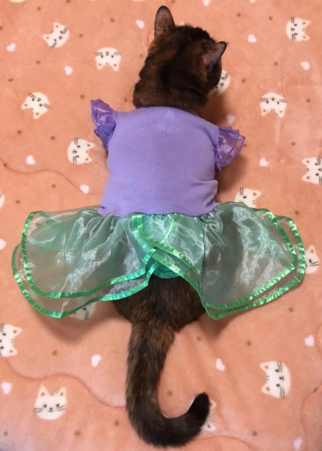 小猫咪换装公主裙,小猫咪穿上可爱漂亮的裙子