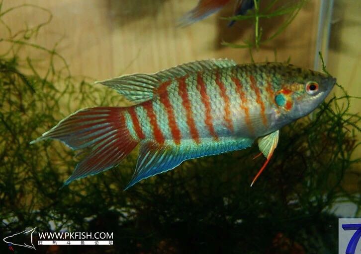 中国斗鱼繁殖直播教程视频,繁殖中国斗鱼要多大的鱼缸