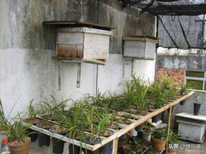 养蜜蜂技术让蜜蜂只进不出的机关,养蜂人不要的蜜蜂如何养殖成功