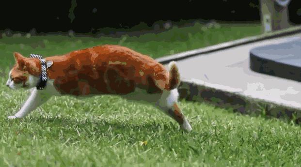 猫咪自然脱落的胡须能带来好运吗,猫咪的胡须不小心被撩了还能长吗