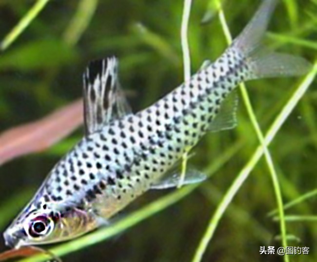 中国前十热带观赏鱼,热带观赏鱼鲤科鱼类主要有哪些鱼