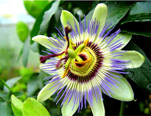 花语大全100种花的花语,100种象征着爱情的花的花语