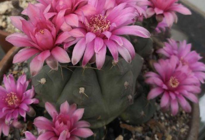 仙人球底部褶皱萎缩怎么办？摸清3种原因，对症解决忒简单