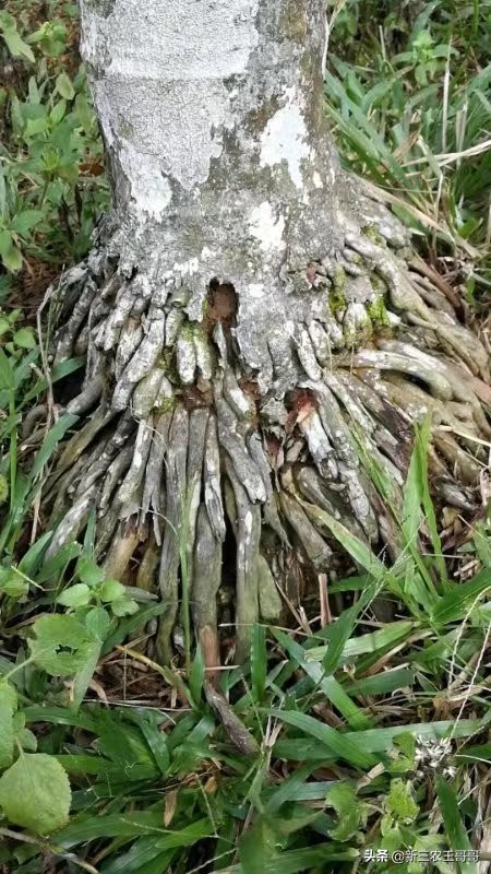 海南槟榔黄化的主要原因,槟榔黄化用什么杀菌剂呢