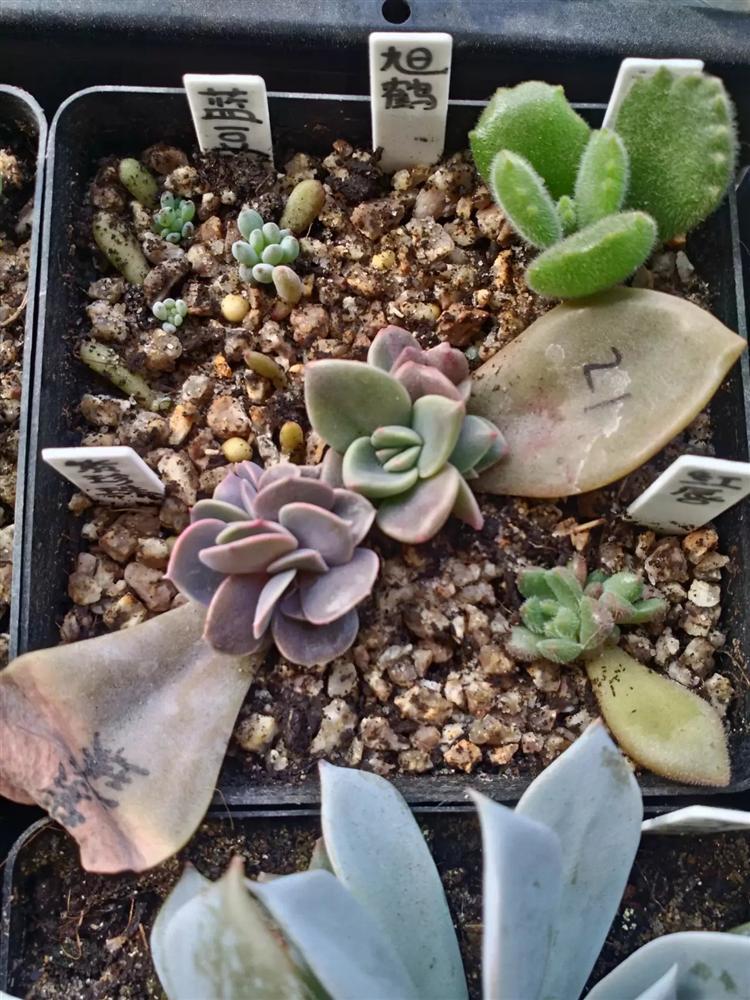 多肉叶插有须无芽,多肉叶插苗长成豆芽菜怎么办