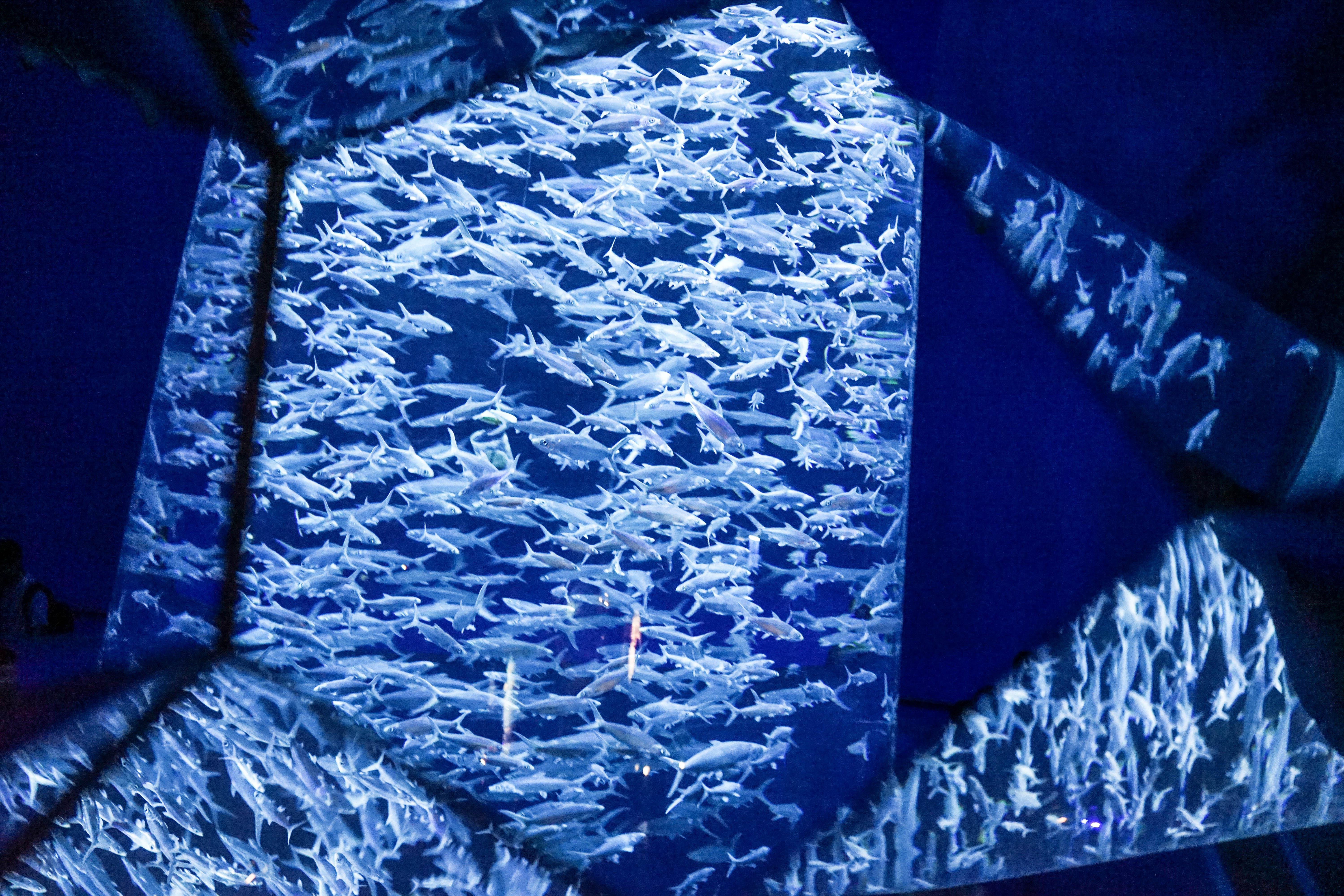 塞班岛蜜月自由行攻略,塞班蜜月旅行攻略