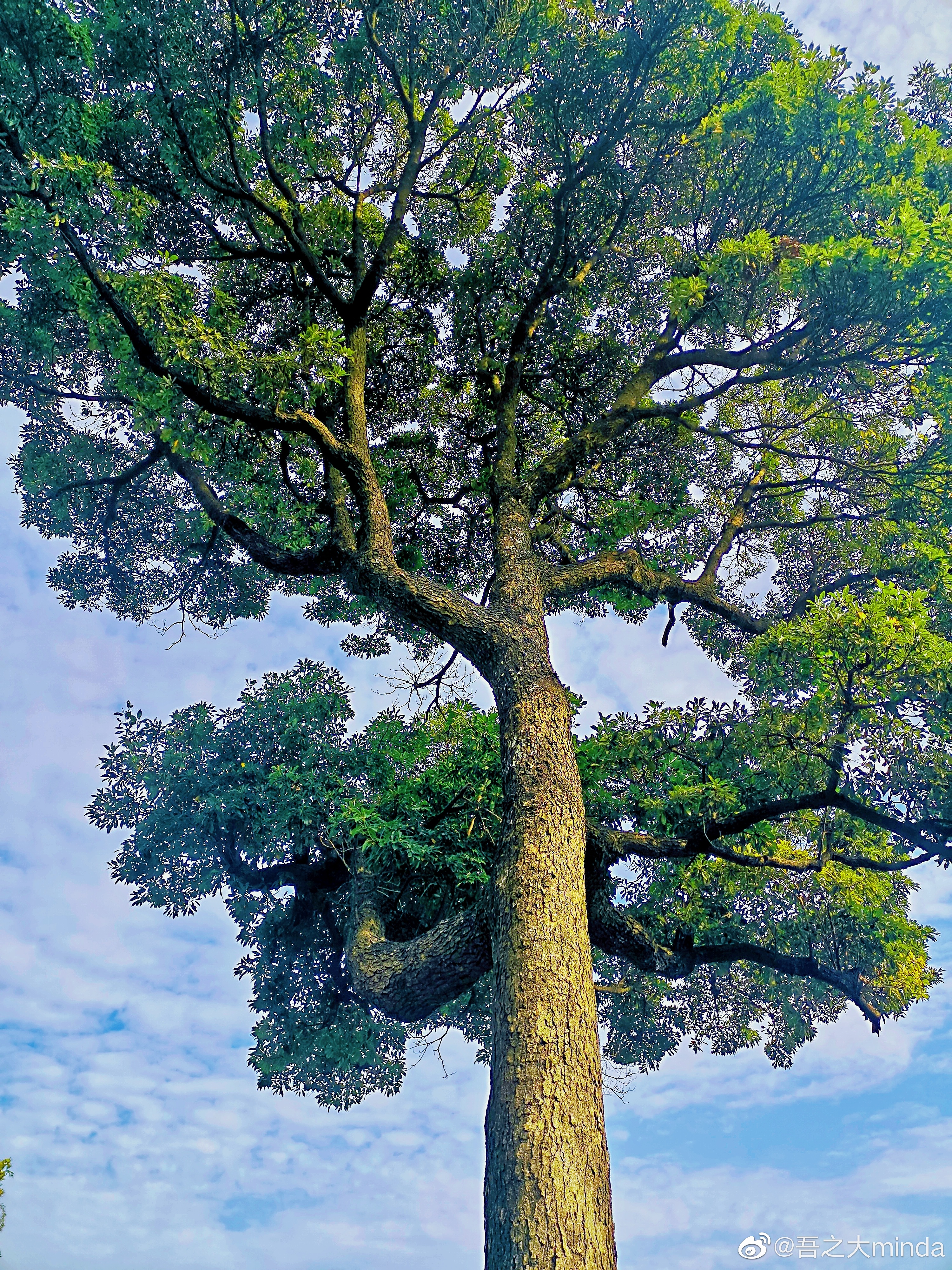 梧桐山下幽径,梧桐山下清风明月