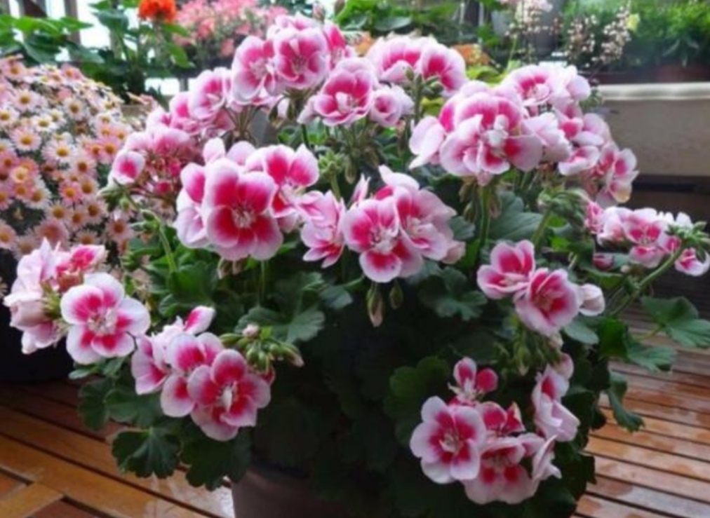 养天竺葵注意事项有哪些,养天竺葵生根方法