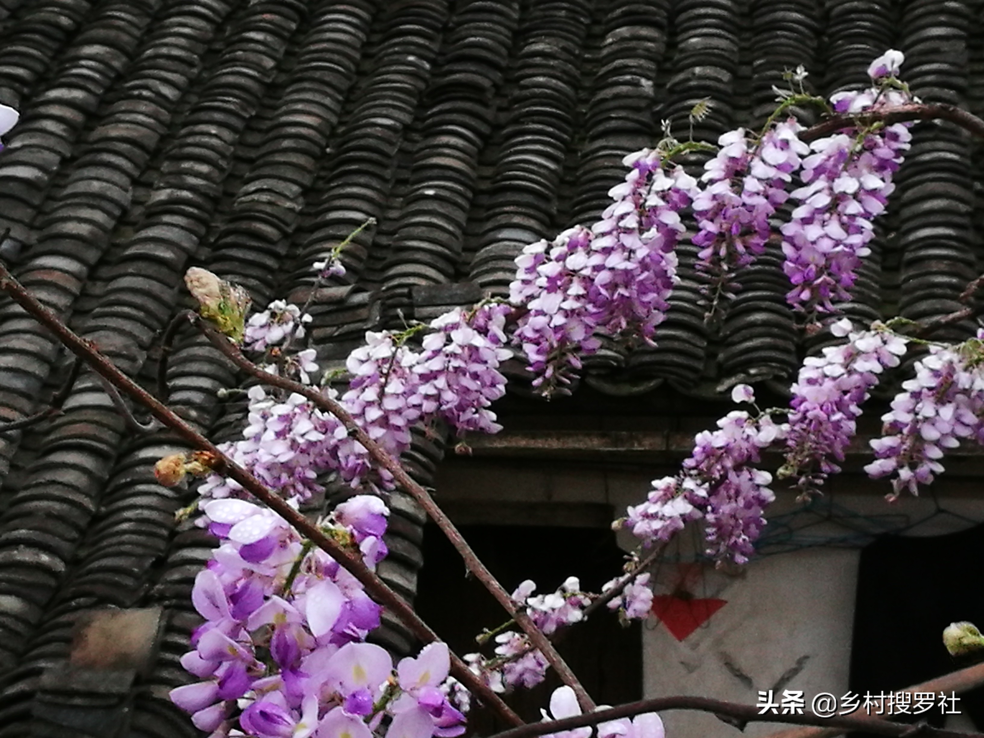 紫藤从幼苗开始经过几年才能开花,紫藤下山老桩的嫁接法