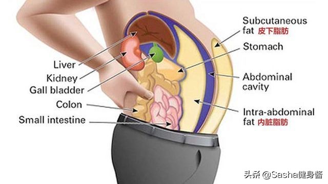 破解喝酒之谜,如何尽快解决啤酒肚