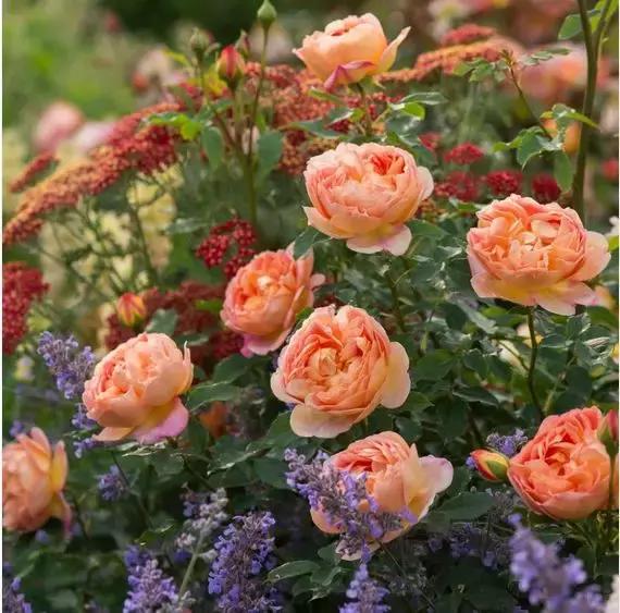 蔷薇月季玫瑰哪种最好养,蔷薇月季玫瑰区别是什么