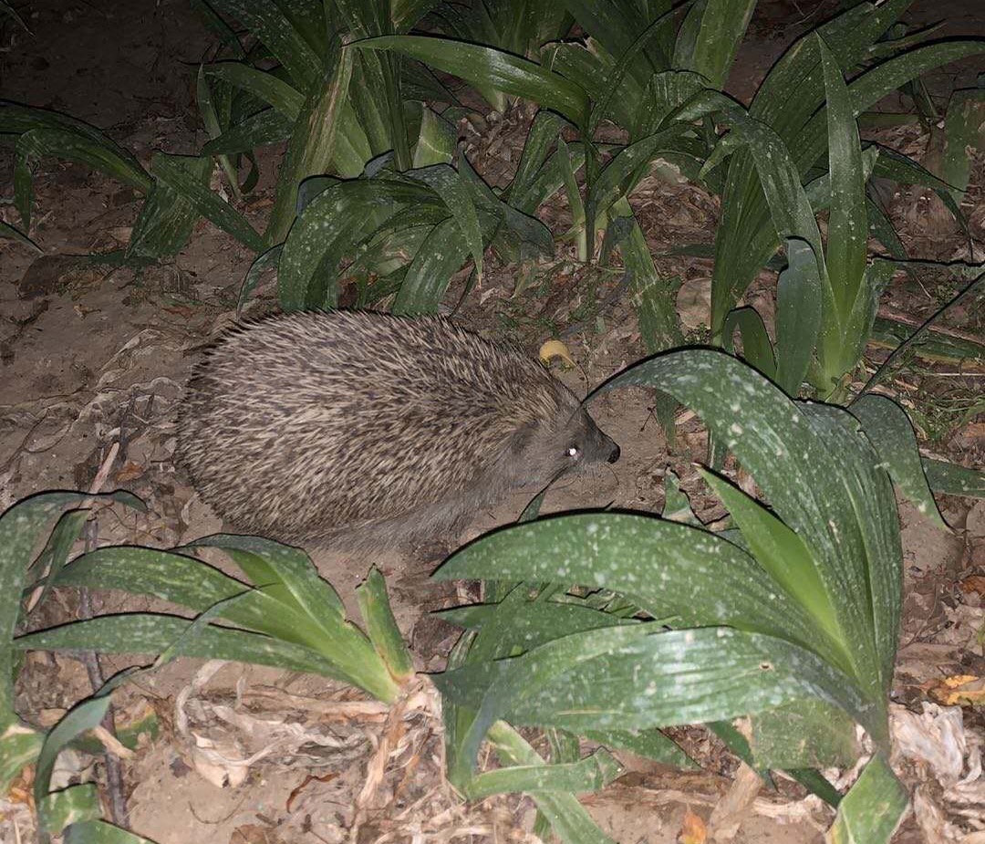 黄鼠狼到院里做客好吗,黄鼠狼主动上门后刺猬又上门