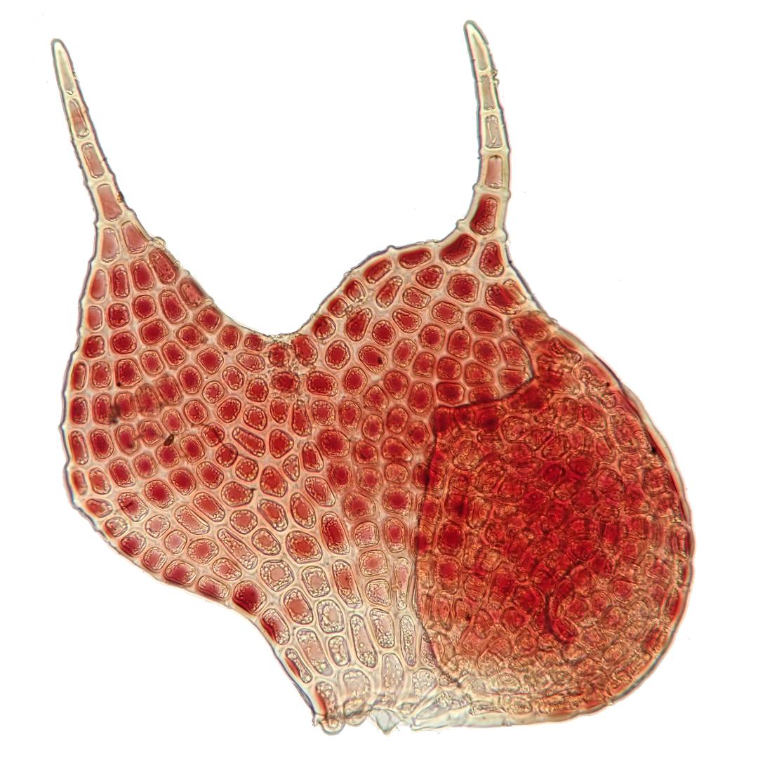 吃毒菇、睡蛇窝,只为挖一堆草,这个重庆博士要做当代神农