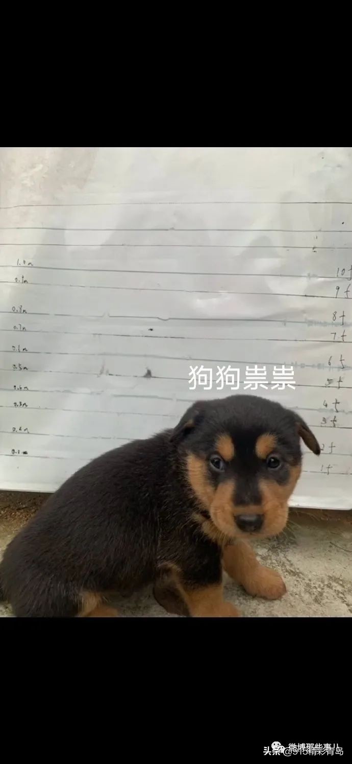 【今日爆笑大集合】哈哈啊哈哈哈哈哈哈哈520转账方式