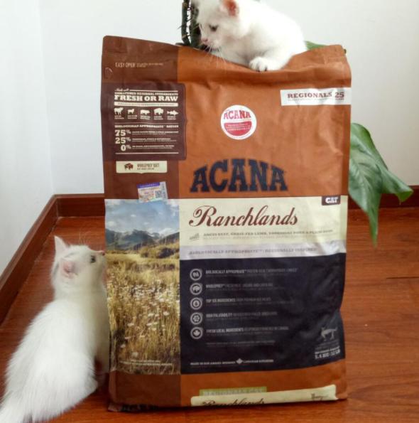 养猫小课堂十大品牌猫粮有什么,平价国产猫粮推荐解决养猫难题