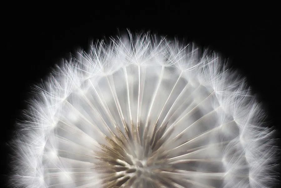 油画棒儿童画蒲公英,儿童画油画棒教程大全