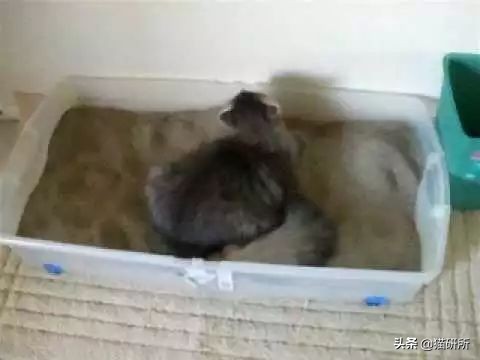 猫咪不用猫砂乱拉乱尿怎么办,猫咪尿味在家里怎么快速处理