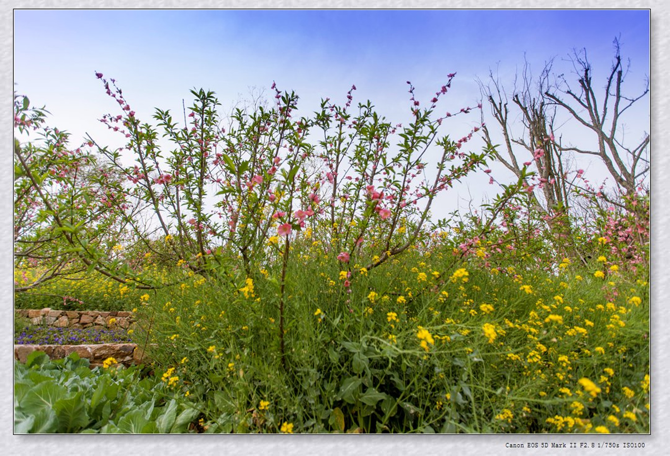 常州旅游东方盐湖城,骆驼之旅视频