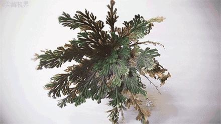 日本复活草面膜敷完后长闭口,日本复活草面膜晒后修复