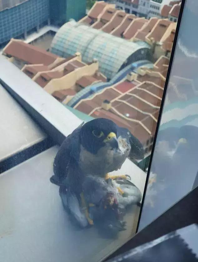 新加坡市中心天降猛禽,窗前生吃鸽子