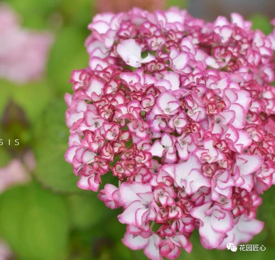 春季绣球叶子发皱怎么回事,夏季绣球老叶子都干枯怎么处理