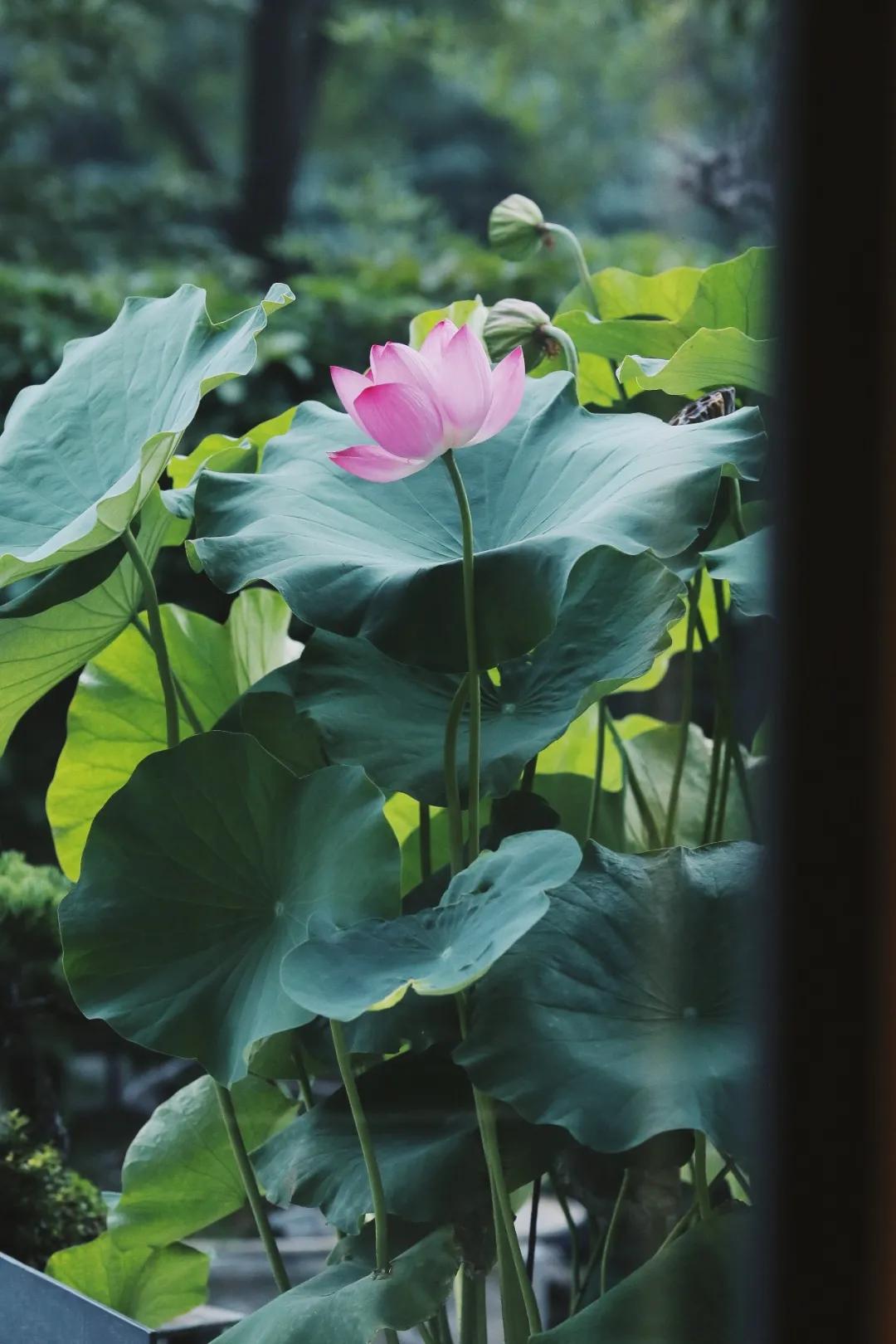 用三年时间雕琢洛河边上的西湖味道，劳斯莱斯级别的美食享受