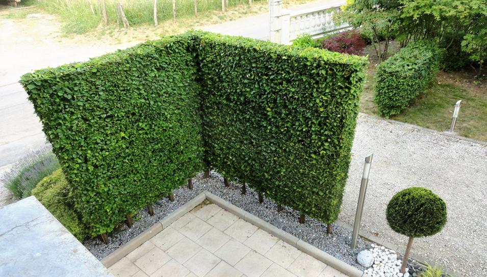 最有发展前景的绿化苗木品种,10种观赏性比较高的造型苗木推荐