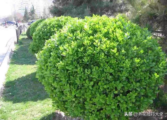 常见小区绿化100种植物图片,常见的水生植物有哪些种