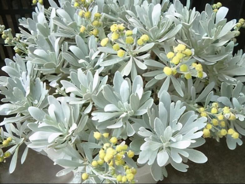 芙蓉菊颜色变化,银叶芙蓉菊种植