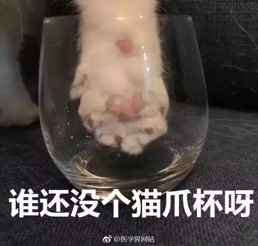 星巴克猫爪杯背后的故事,星巴克猫爪杯朋友圈照片