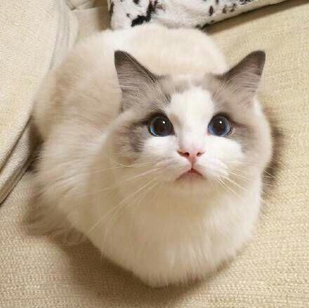 星巴克猫爪杯透明2019,星巴克猫爪杯完整版视频