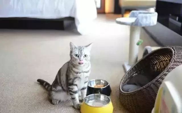 全国首家七星宠物度假酒店,最豪华的宠物酒店