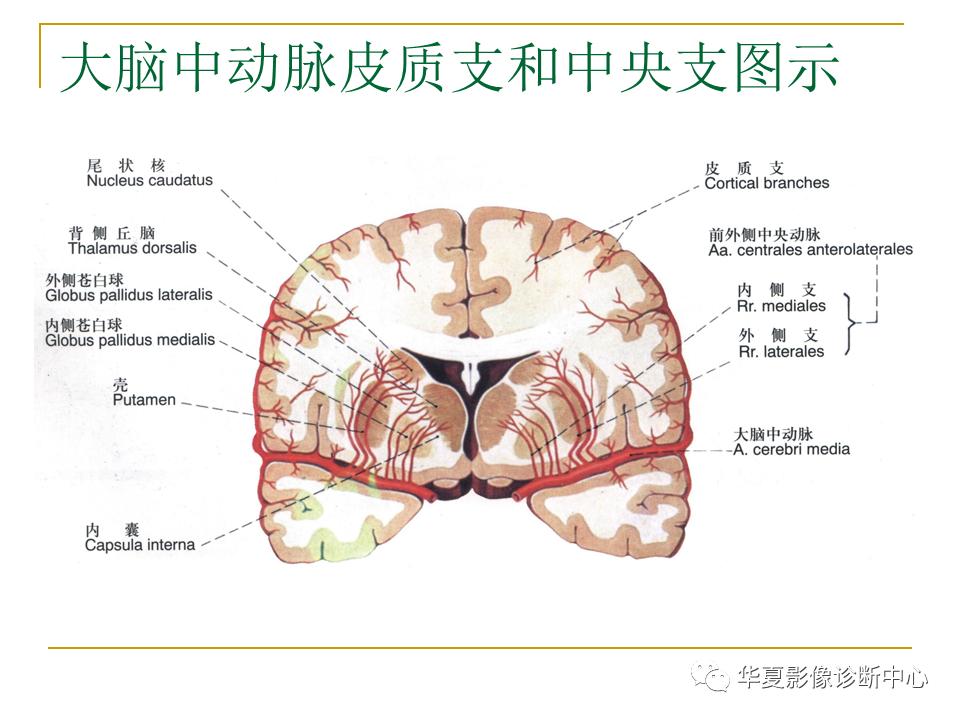 中国人脑立体定向mri应用解剖图谱,脑mri示意图