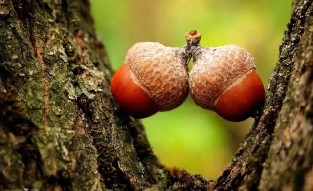 云南特产山货血三七,云南独有的44种野菜