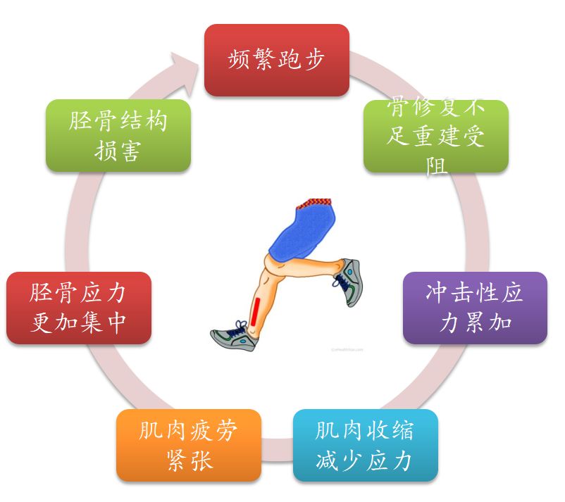小白跑步容易伤哪个部位,初跑者小腿酸痛怎么办