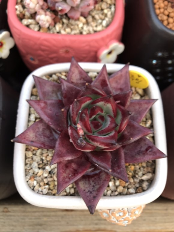 惊艳的韩国多肉,让人震撼的多肉